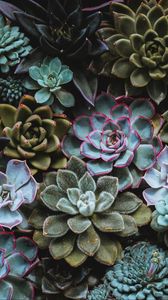 Preview wallpaper succulents, plant, domestic plant