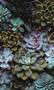 Preview wallpaper succulents, plant, domestic plant