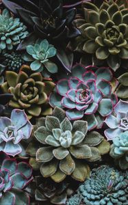 Preview wallpaper succulents, plant, domestic plant