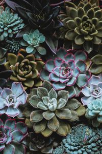 Preview wallpaper succulents, plant, domestic plant