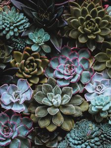 Preview wallpaper succulents, plant, domestic plant