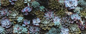 Preview wallpaper succulents, plant, domestic plant