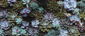 Preview wallpaper succulents, plant, domestic plant