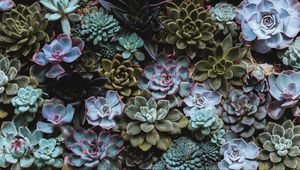 Preview wallpaper succulents, plant, domestic plant