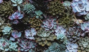 Preview wallpaper succulents, plant, domestic plant