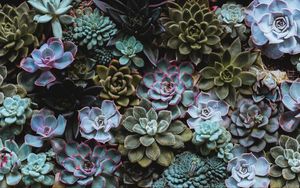 Preview wallpaper succulents, plant, domestic plant