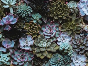 Preview wallpaper succulents, plant, domestic plant