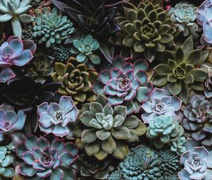 Preview wallpaper succulents, plant, domestic plant