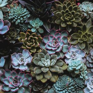 Preview wallpaper succulents, plant, domestic plant