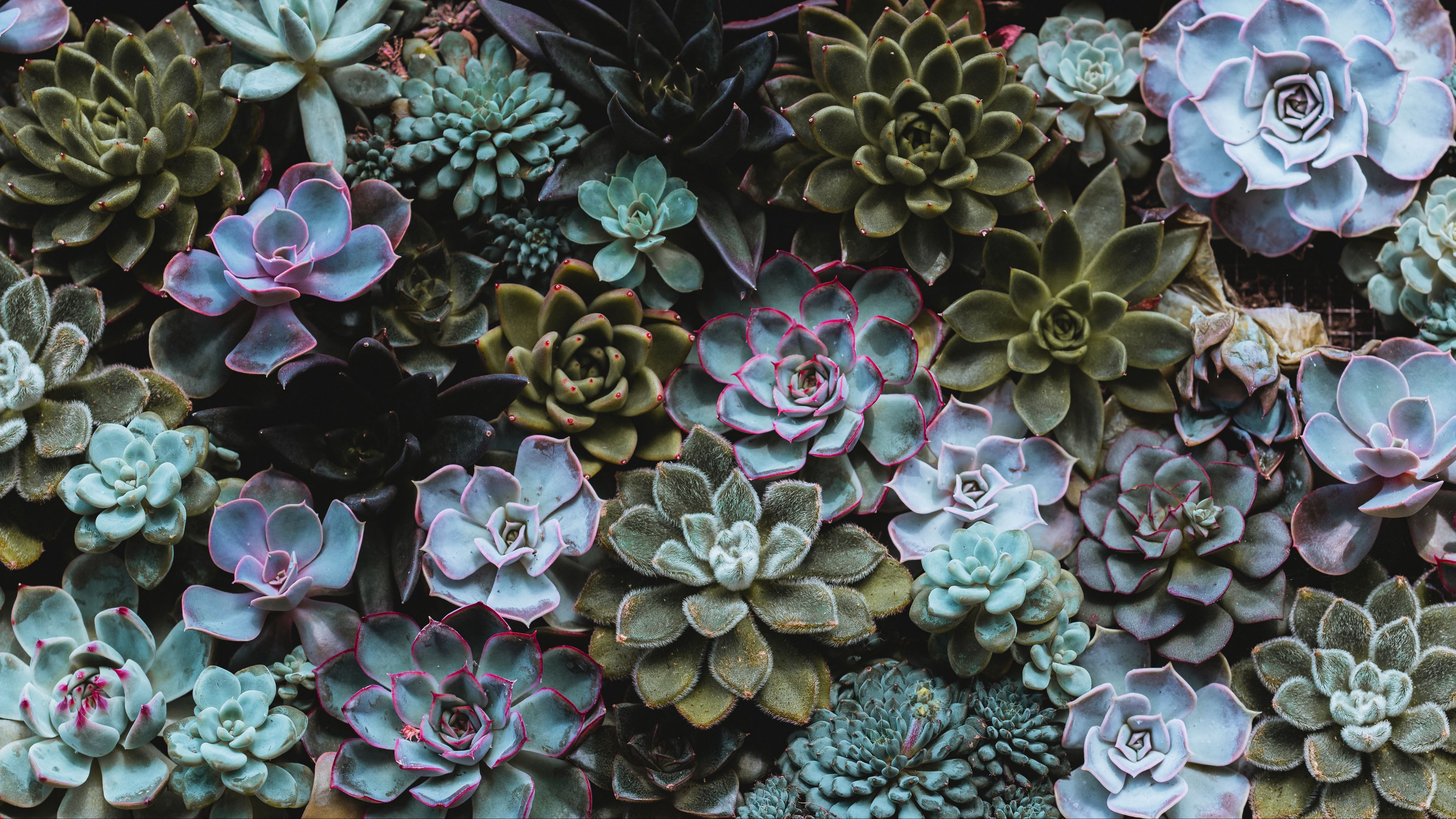 Succulent Wallpapers 51 images