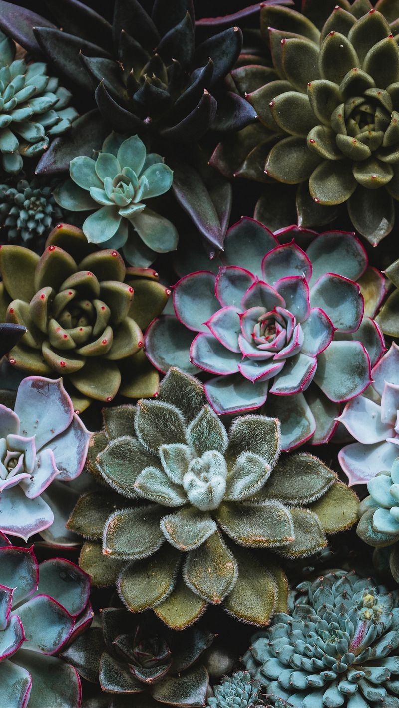 Succulents Unleash your creativity with their shapes and colors