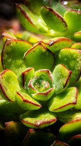 Preview wallpaper succulents, plant, green, macro, drops