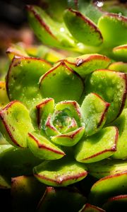 Preview wallpaper succulents, plant, green, macro, drops