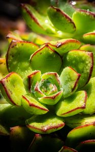 Preview wallpaper succulents, plant, green, macro, drops