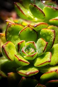 Preview wallpaper succulents, plant, green, macro, drops