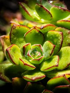 Preview wallpaper succulents, plant, green, macro, drops