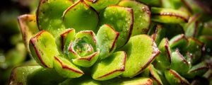 Preview wallpaper succulents, plant, green, macro, drops
