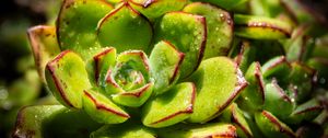 Preview wallpaper succulents, plant, green, macro, drops