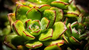 Preview wallpaper succulents, plant, green, macro, drops