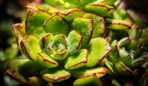 Preview wallpaper succulents, plant, green, macro, drops