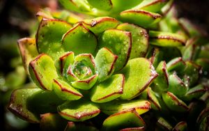 Preview wallpaper succulents, plant, green, macro, drops