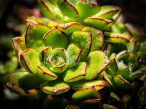Preview wallpaper succulents, plant, green, macro, drops