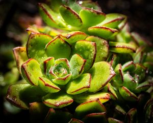 Preview wallpaper succulents, plant, green, macro, drops