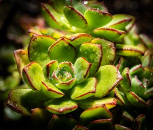 Preview wallpaper succulents, plant, green, macro, drops