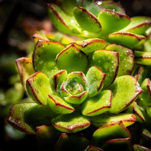 Preview wallpaper succulents, plant, green, macro, drops
