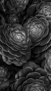 Preview wallpaper succulents, plants, black and white, leaves