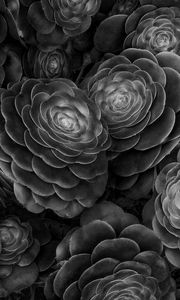 Preview wallpaper succulents, plants, black and white, leaves