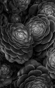 Preview wallpaper succulents, plants, black and white, leaves