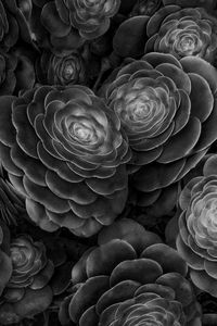 Preview wallpaper succulents, plants, black and white, leaves