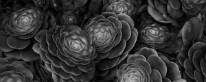 Preview wallpaper succulents, plants, black and white, leaves
