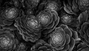 Preview wallpaper succulents, plants, black and white, leaves