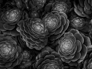 Preview wallpaper succulents, plants, black and white, leaves