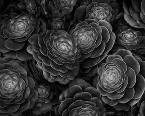 Preview wallpaper succulents, plants, black and white, leaves