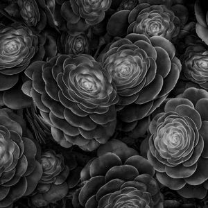 Preview wallpaper succulents, plants, black and white, leaves