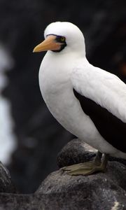 Preview wallpaper sula granti, espanola, galapagos islands, feathers, bird