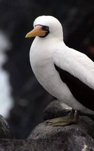 Preview wallpaper sula granti, espanola, galapagos islands, feathers, bird