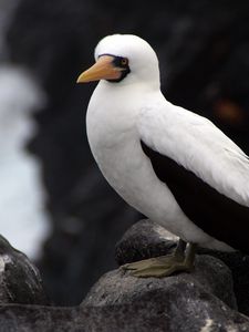 Preview wallpaper sula granti, espanola, galapagos islands, feathers, bird