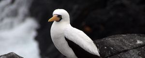 Preview wallpaper sula granti, espanola, galapagos islands, feathers, bird