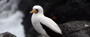 Preview wallpaper sula granti, espanola, galapagos islands, feathers, bird