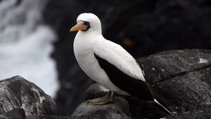 Preview wallpaper sula granti, espanola, galapagos islands, feathers, bird