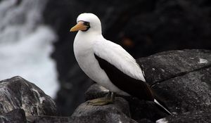 Preview wallpaper sula granti, espanola, galapagos islands, feathers, bird