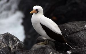 Preview wallpaper sula granti, espanola, galapagos islands, feathers, bird