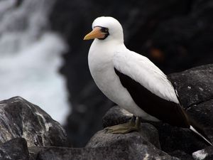 Preview wallpaper sula granti, espanola, galapagos islands, feathers, bird