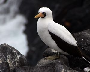 Preview wallpaper sula granti, espanola, galapagos islands, feathers, bird