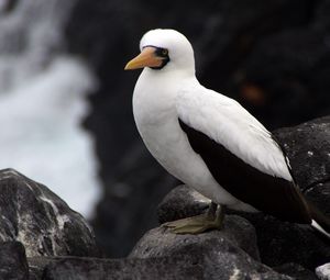 Preview wallpaper sula granti, espanola, galapagos islands, feathers, bird