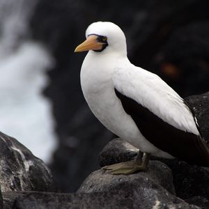 Preview wallpaper sula granti, espanola, galapagos islands, feathers, bird